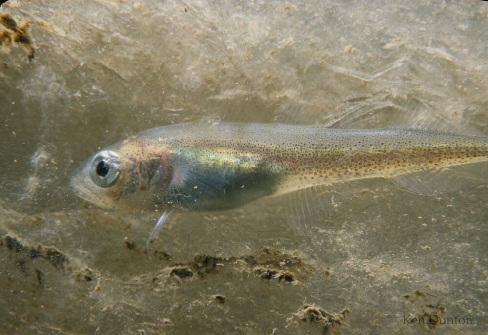 Young arctic cod (Boreogadus saida)